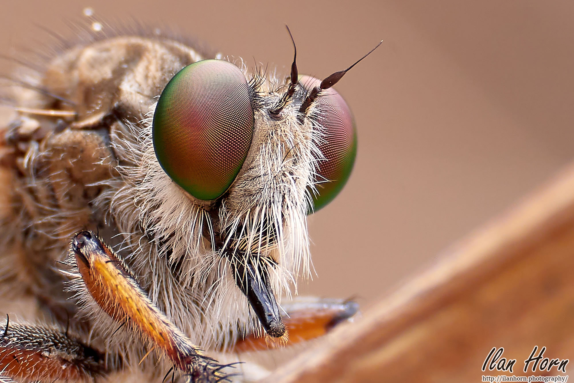 GuruShots Winning Images From The ‘Magnificent Macro’ Challenge