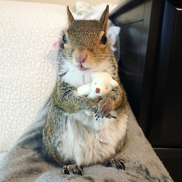 Jill The Squirrel Most Famous Pet on Instagram