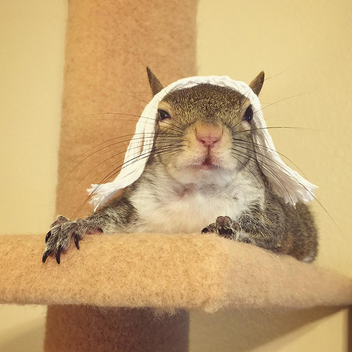 Jill The Squirrel Most Famous Pet on Instagram