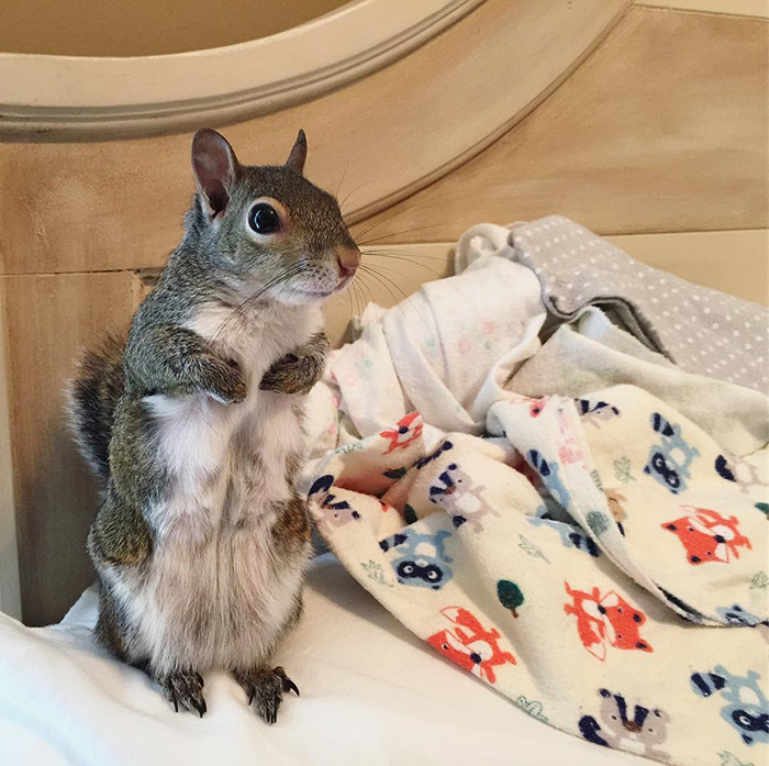 Jill The Squirrel Most Famous Pet on Instagram