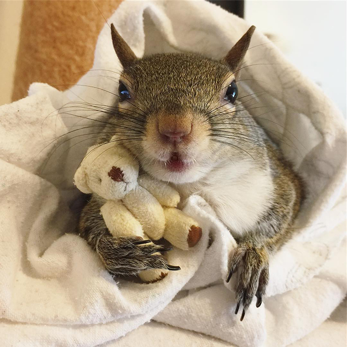 Jill The Squirrel Most Famous Pet on Instagram