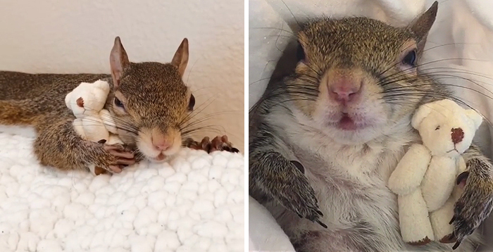 Jill The Squirrel Most Famous Pet on Instagram