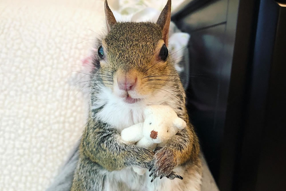 Jill The Squirrel Most Famous Pet on Instagram