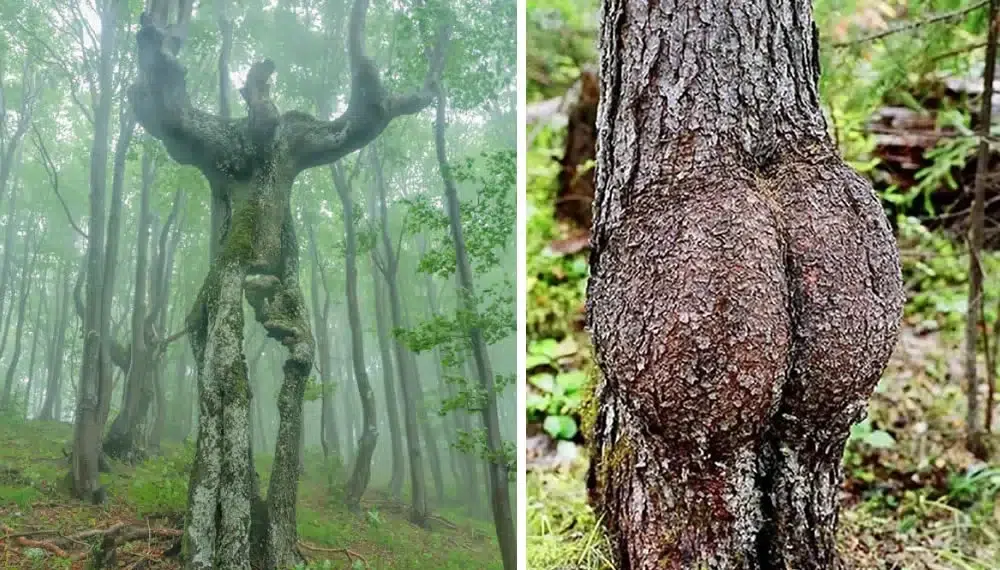 Trees with unusual shapes in a forest, resembling human-like forms
