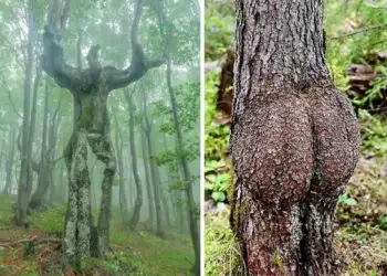 Trees with unusual shapes in a forest, resembling human-like forms