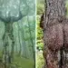 Trees with unusual shapes in a forest, resembling human-like forms