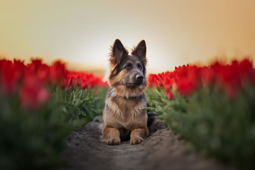 Adorable Dog Photography By Omica Meinen