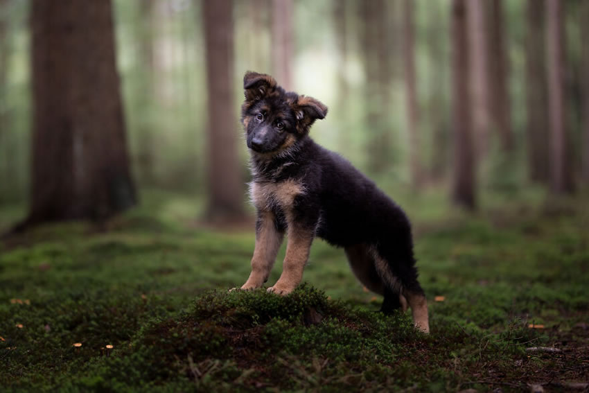 Adorable Dog Photography By Omica Meinen