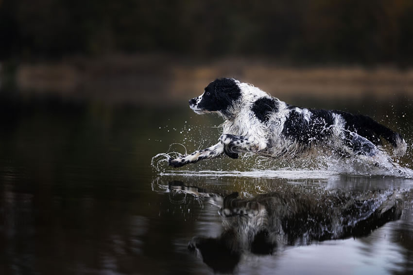 Adorable Dog Photography By Omica Meinen