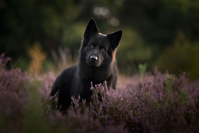 Adorable Dog Photography By Omica Meinen