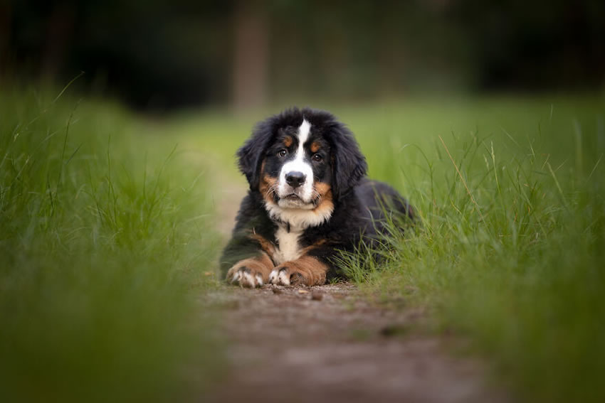 Adorable Dog Photography By Omica Meinen