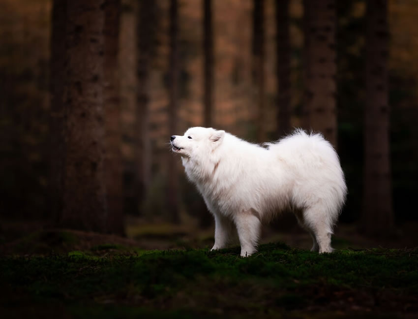 Adorable Dog Photography By Omica Meinen