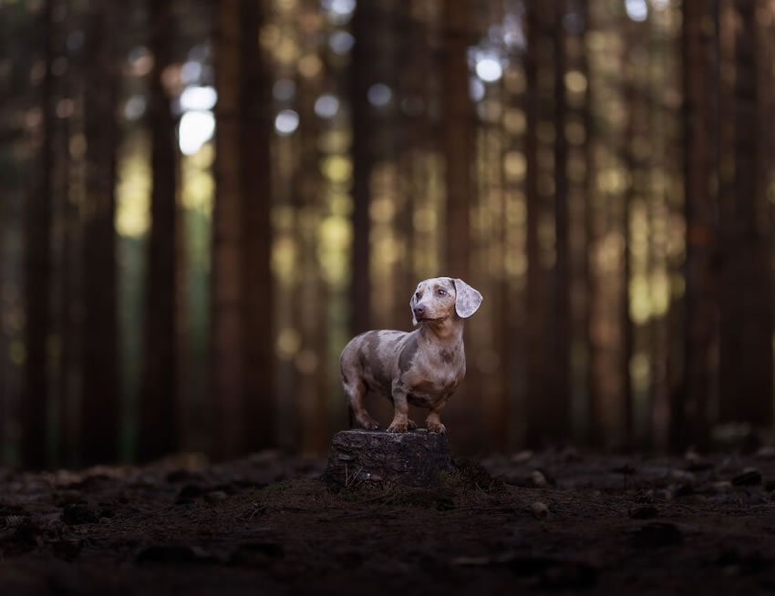 Adorable Dog Photography By Omica Meinen