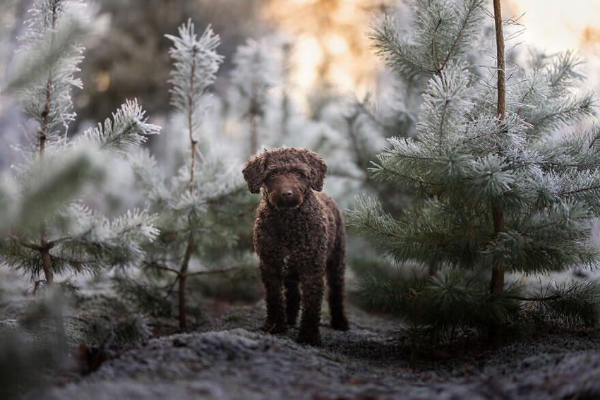 Adorable Dog Photography By Omica Meinen