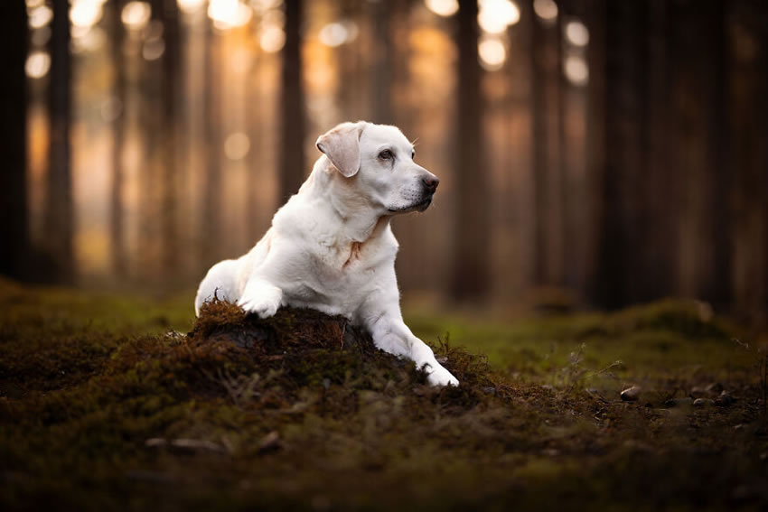 Adorable Dog Photography By Omica Meinen