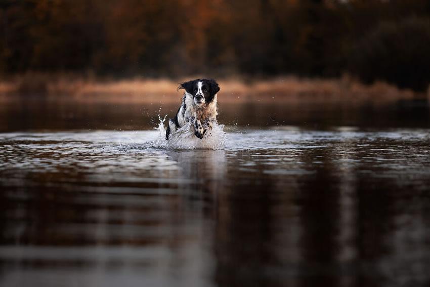 Adorable Dog Photography By Omica Meinen