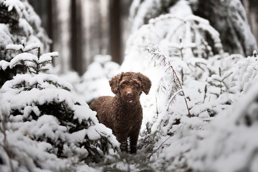 Adorable Dog Photography By Omica Meinen