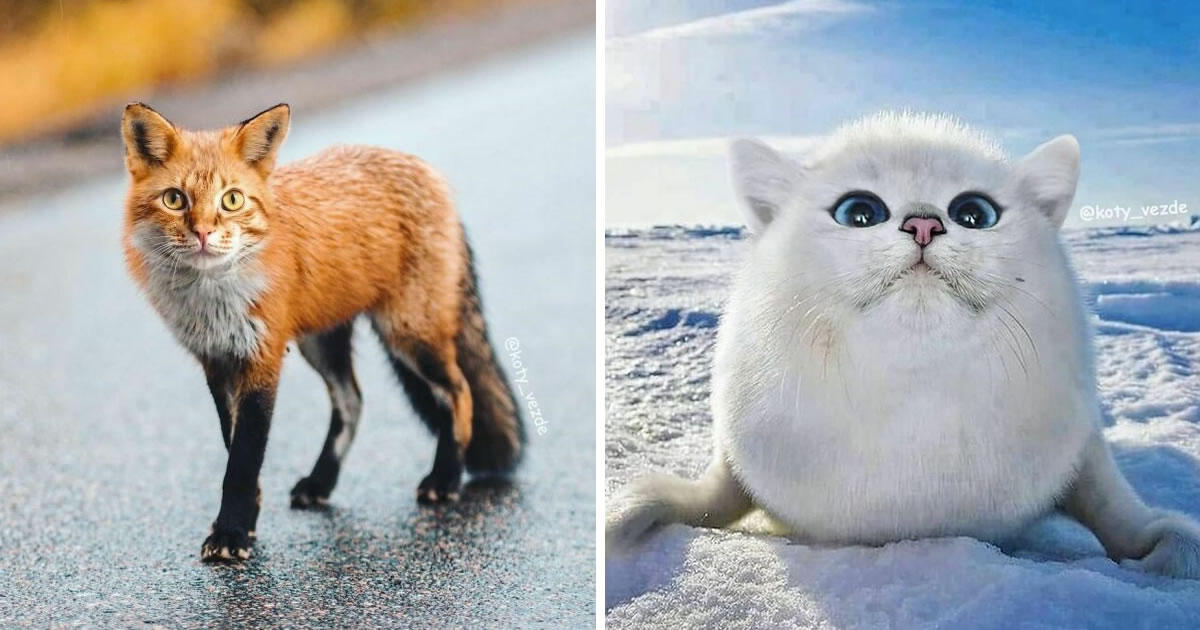 Artist Galina Bugaevskaya Brilliantly Photoshops Cat Faces Onto Animals And Things