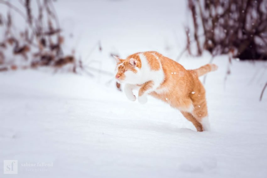 Eyeless Cat Kazou by Sabine Fallend