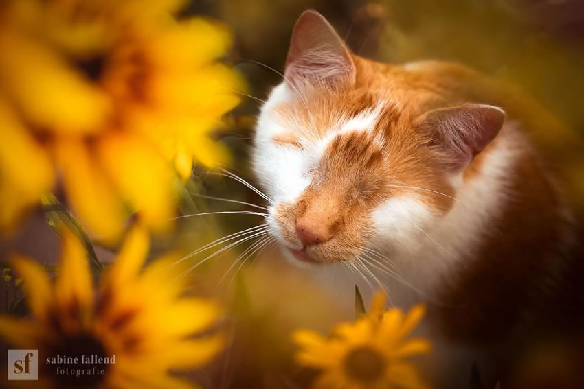 Eyeless Cat Kazou by Sabine Fallend