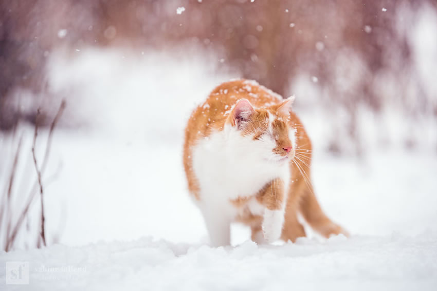 Eyeless Cat Kazou by Sabine Fallend