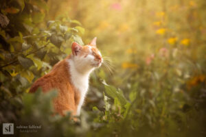 Photographer Soulfully Captured Her Eyeless Cat Who Sees With His Heart
