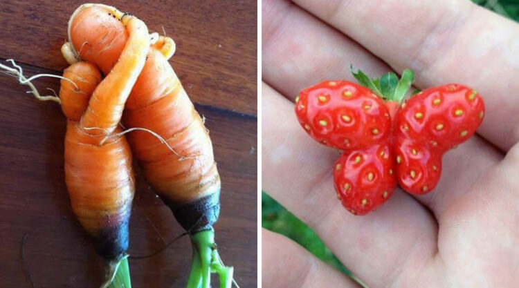 Fruits And Vegetables In Different Shapes