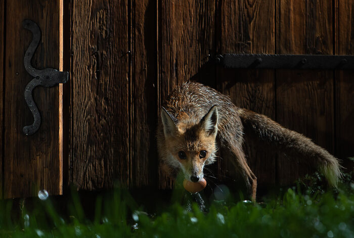 The story of Fox by Milan Radisics