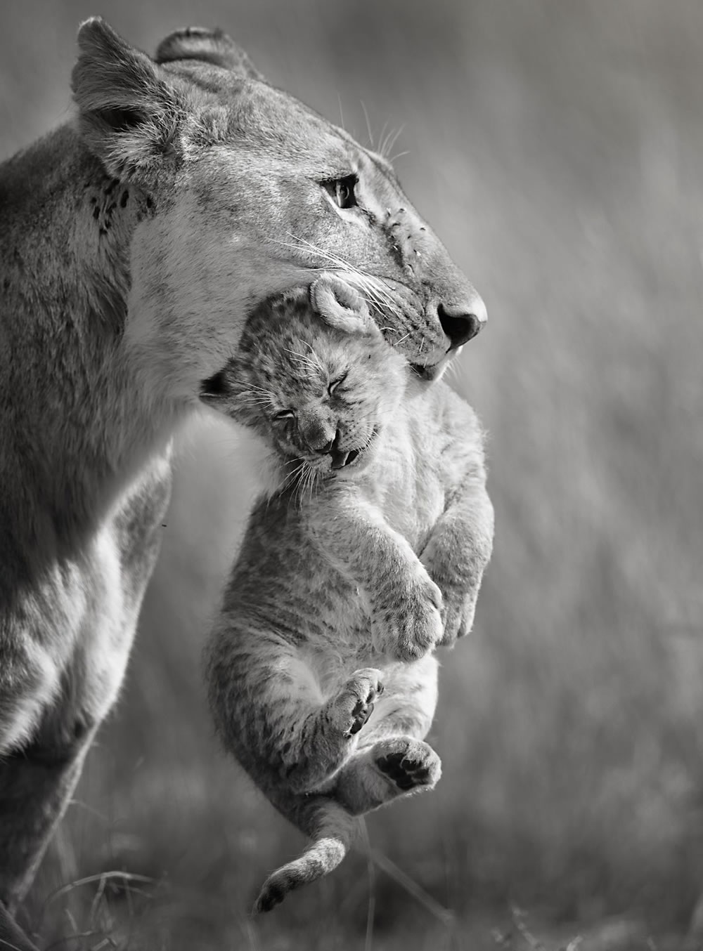 Greatest Maasai Mara Photographer of the Year Winners