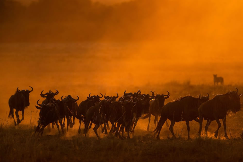 Greatest Maasai Mara Photographer of the Year Winners