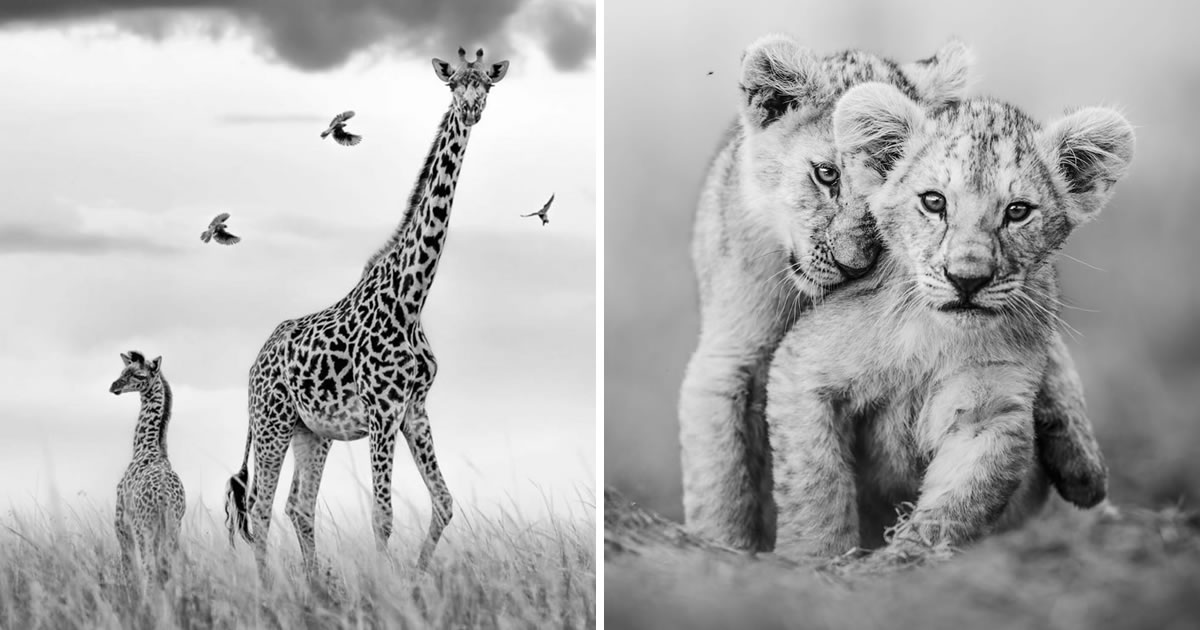 Amazing Kenyas Maasai Mara Wins Top Award For Wildlife Migration - xlcdifk