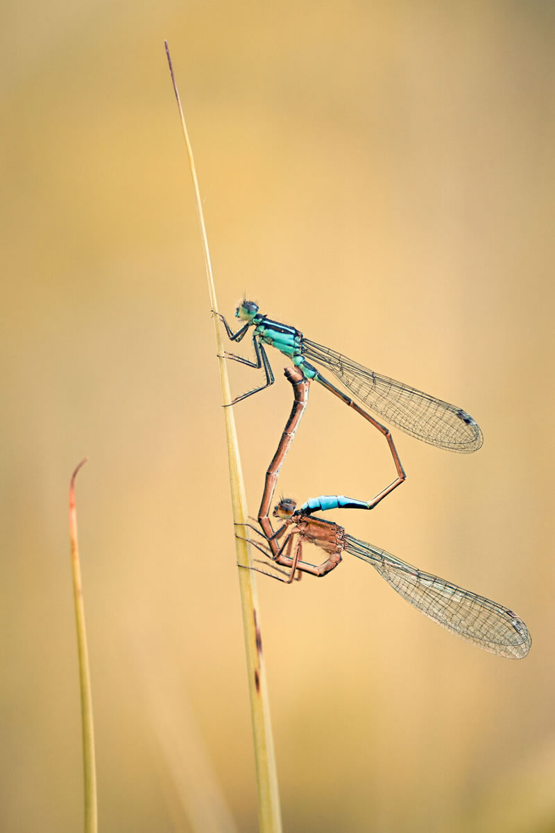 Best Macro Photography by Niki Colemont