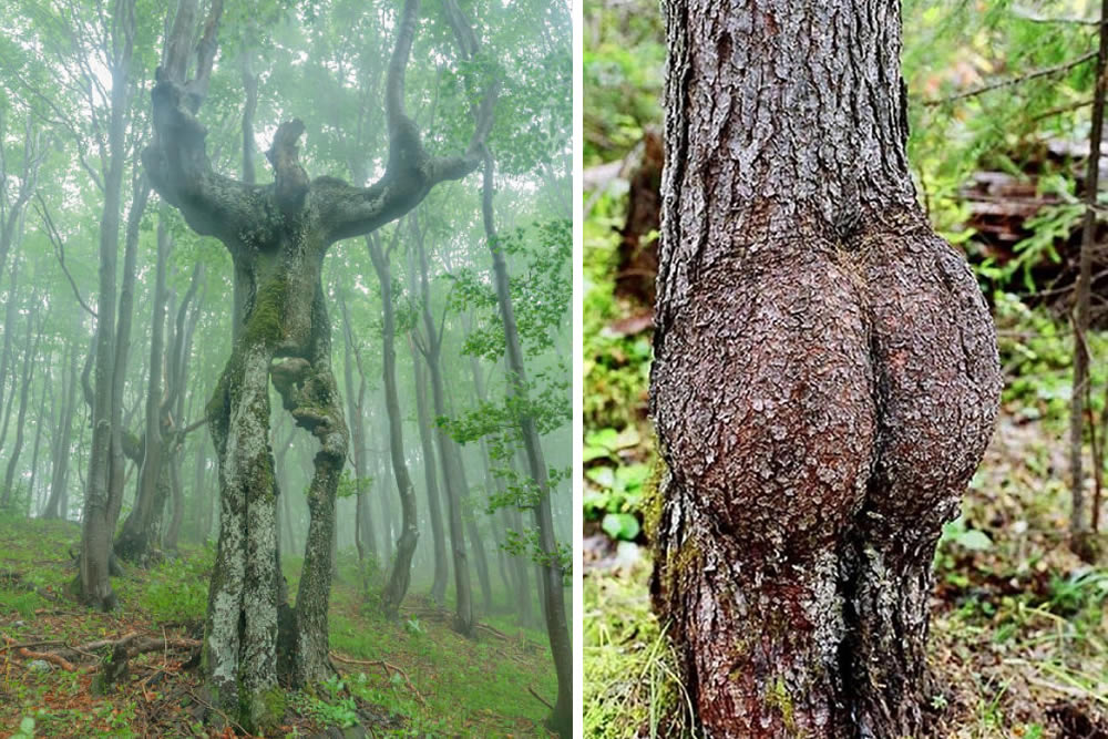 Trees That Look Like Something