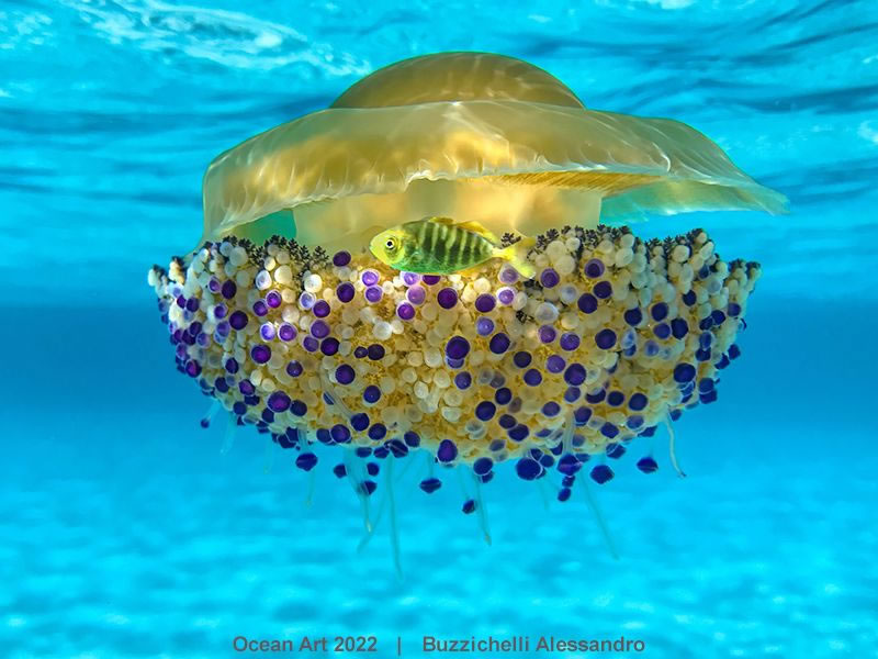 11 remarkable images from the Underwater Photographer of the Year