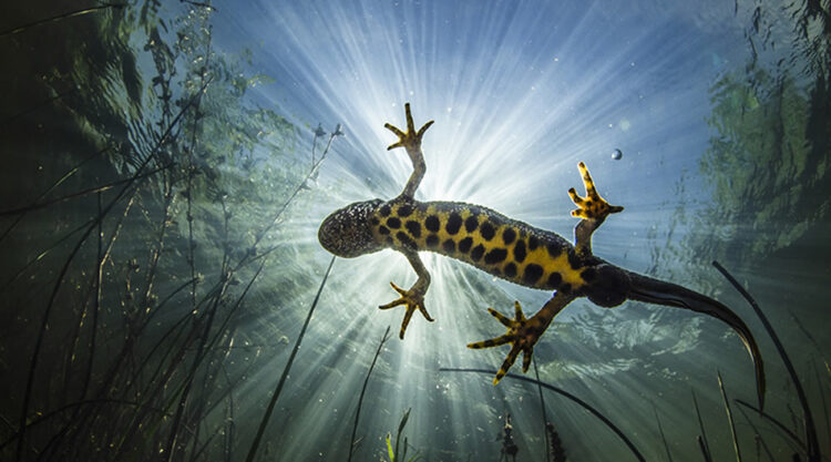 Underwater Photographer Of The Year 2022