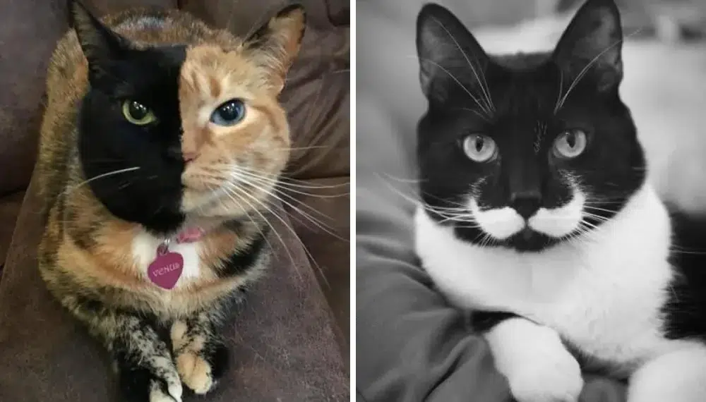 unique fur patterns cat