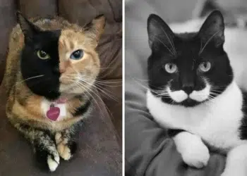unique fur patterns cat