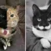 unique fur patterns cat