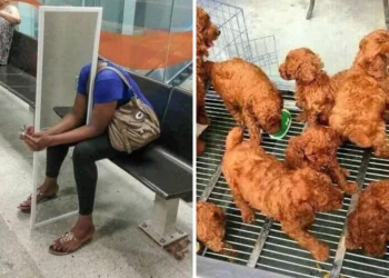 confusing-perspectives-pics