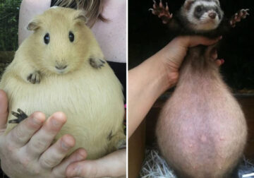 25 Adorable Curvy Pregnant Animals Looking Almost Ready To Pop