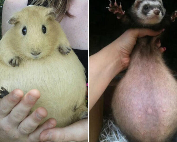 25 Adorable Curvy Pregnant Animals Looking Almost Ready To Pop