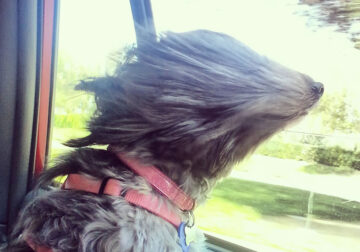 Dogs Enjoying Car Rides