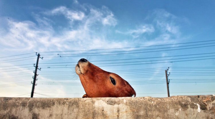 The Holy Cow By Nayeem siddiquee