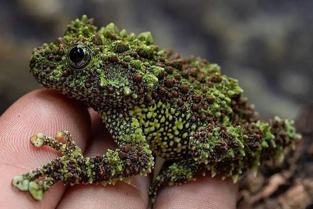 Mildly Interesting Things