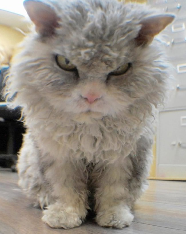 Pompous Albert Selkirk Rex Cat