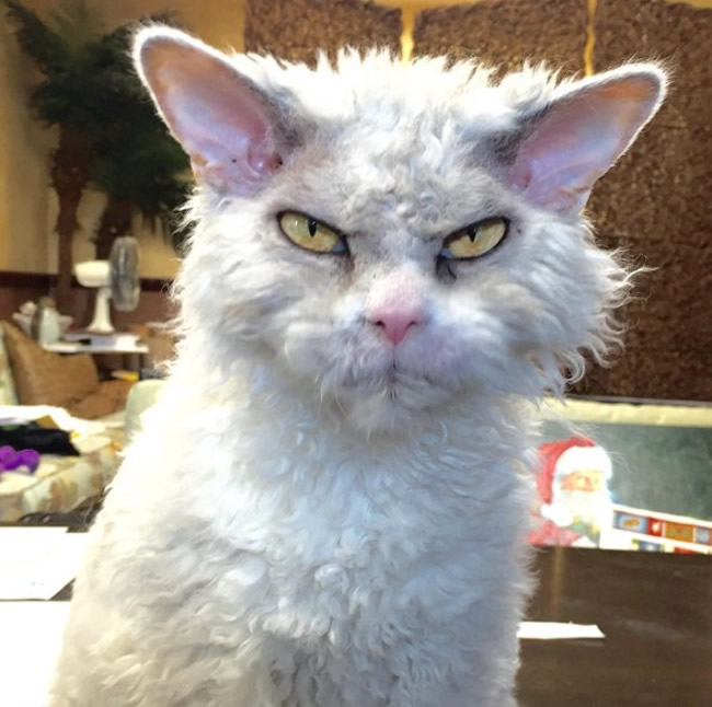 Pompous Albert Selkirk Rex Cat