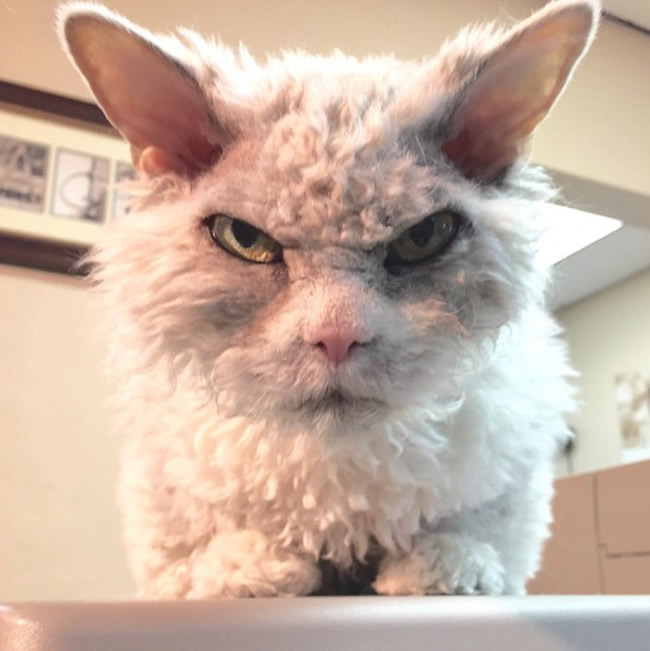 Pompous Albert Selkirk Rex Cat