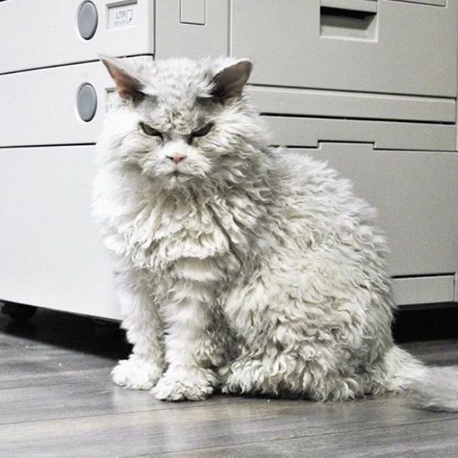 Pompous Albert Selkirk Rex Cat