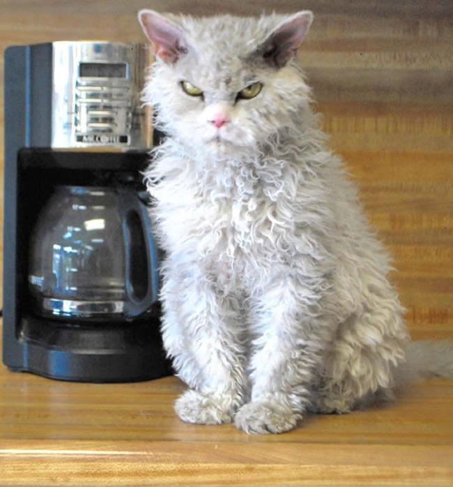 Pompous Albert Selkirk Rex Cat