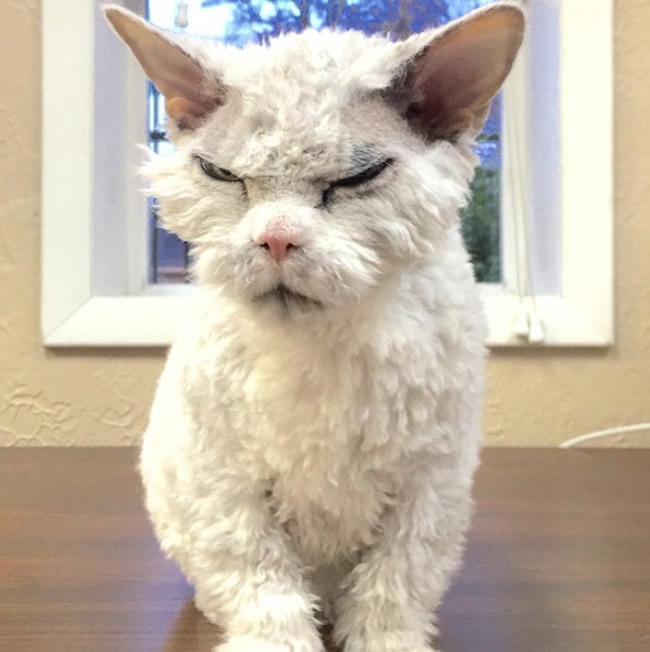 Pompous Albert Selkirk Rex Cat